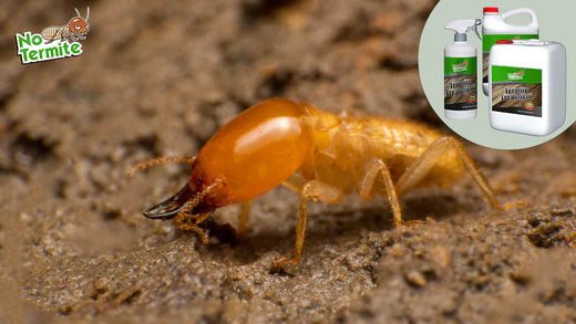 Termite Protection: A Homeowner’s Guide to Termite Success